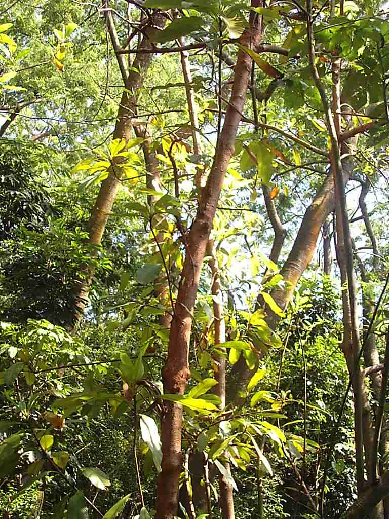 cosindtabl