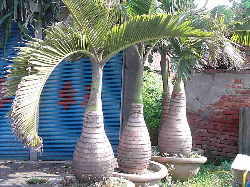 palme