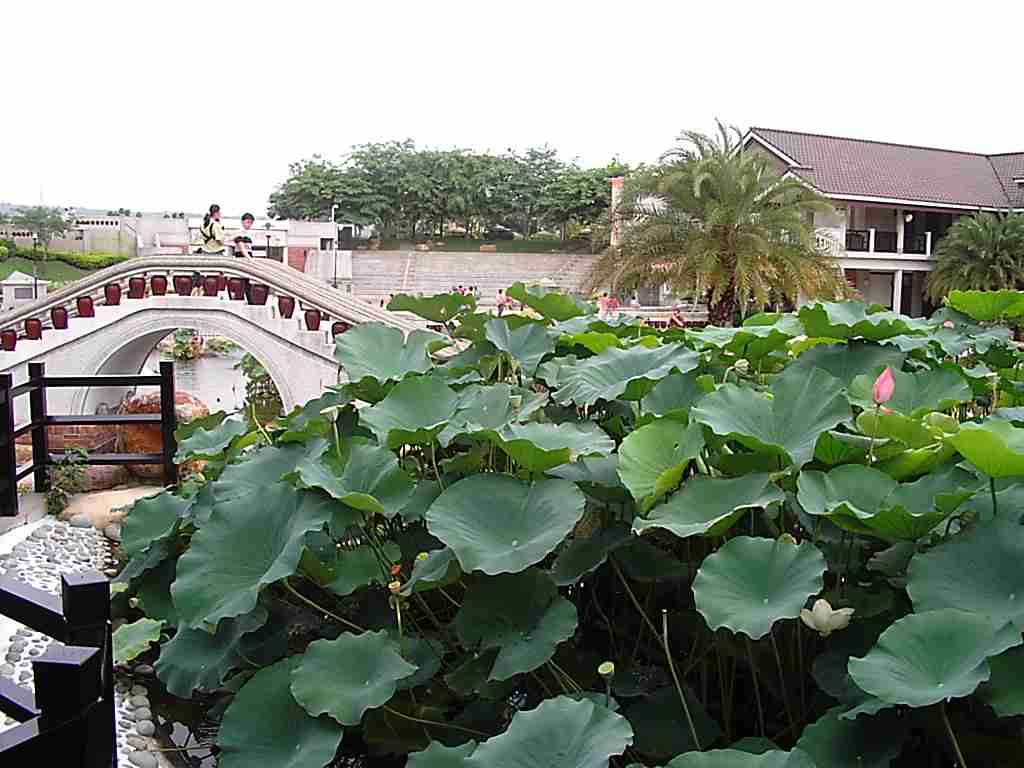 lotus