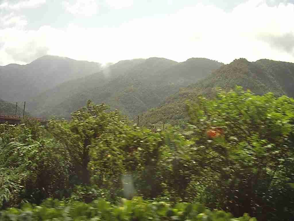 dzungla