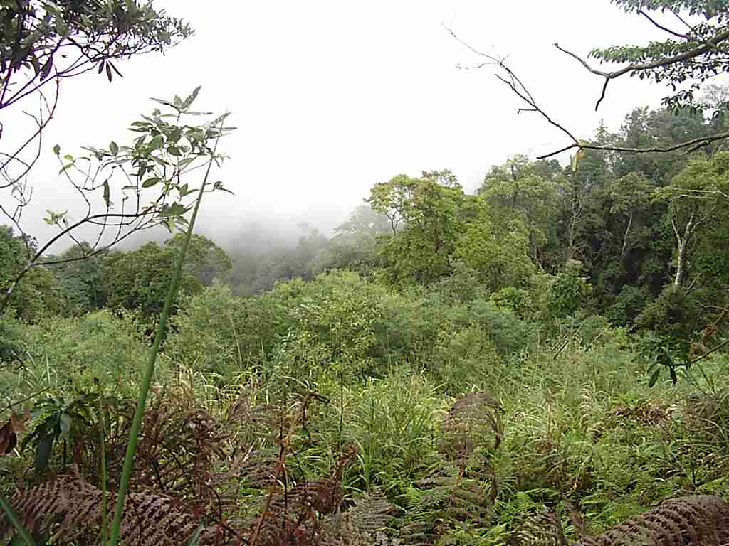 ajungle
