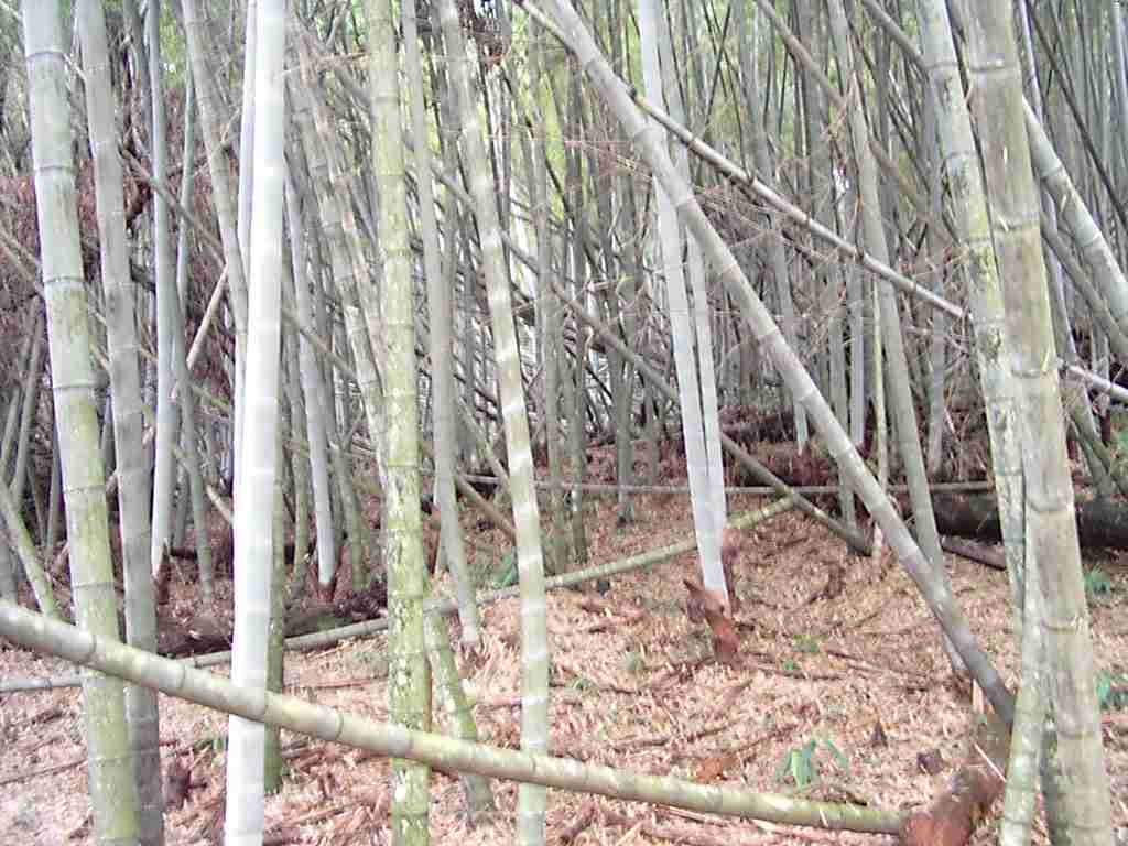 asuma