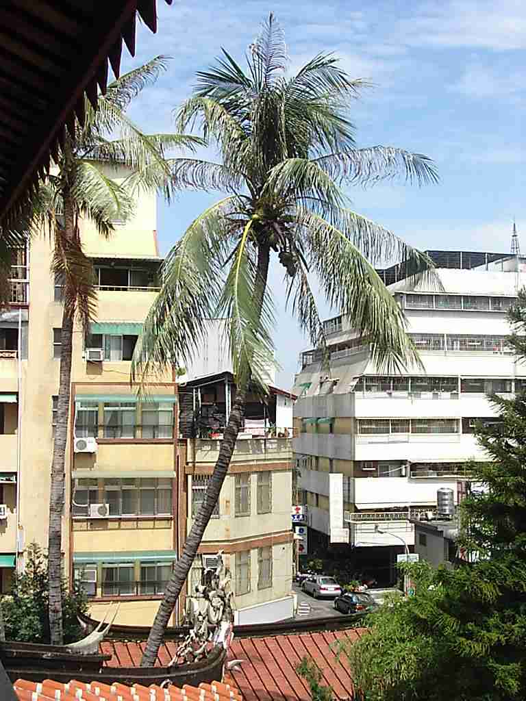 palm