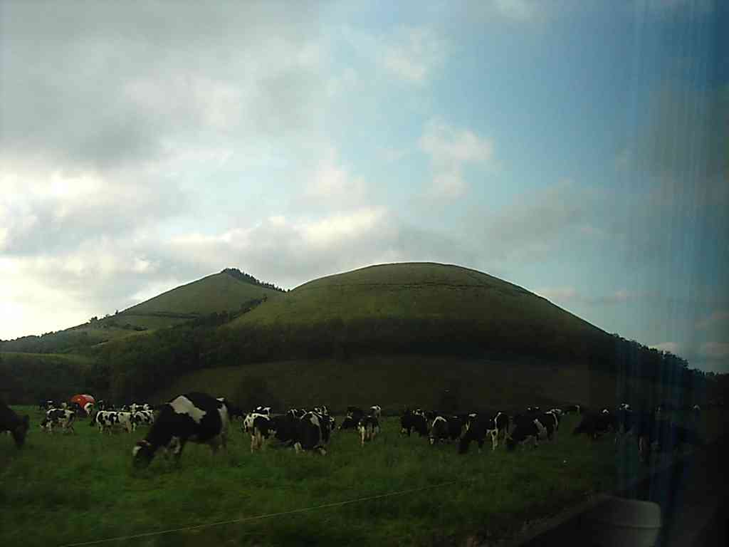 cows