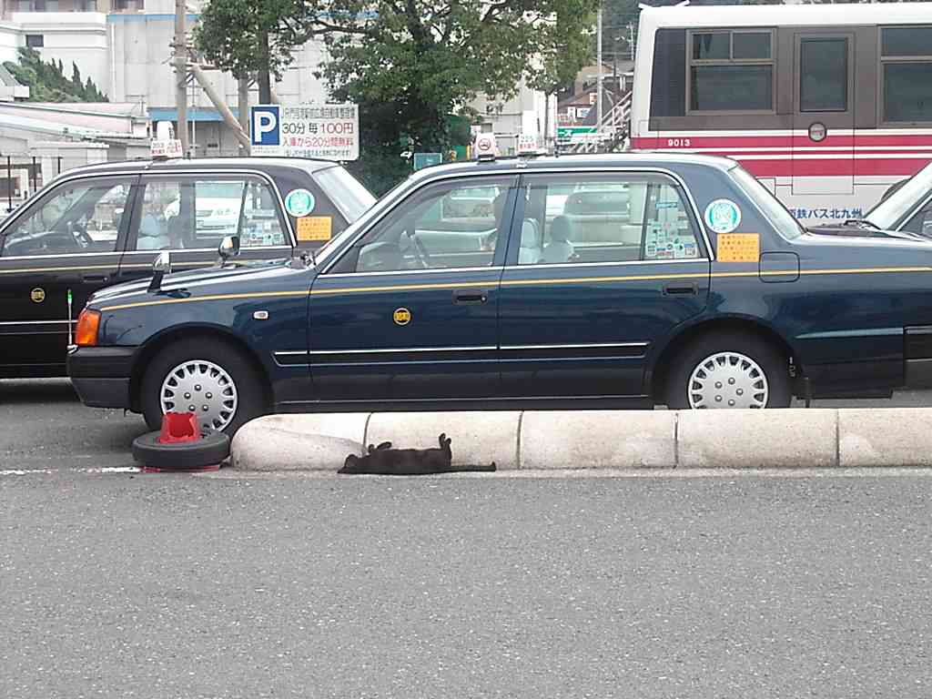 blcat