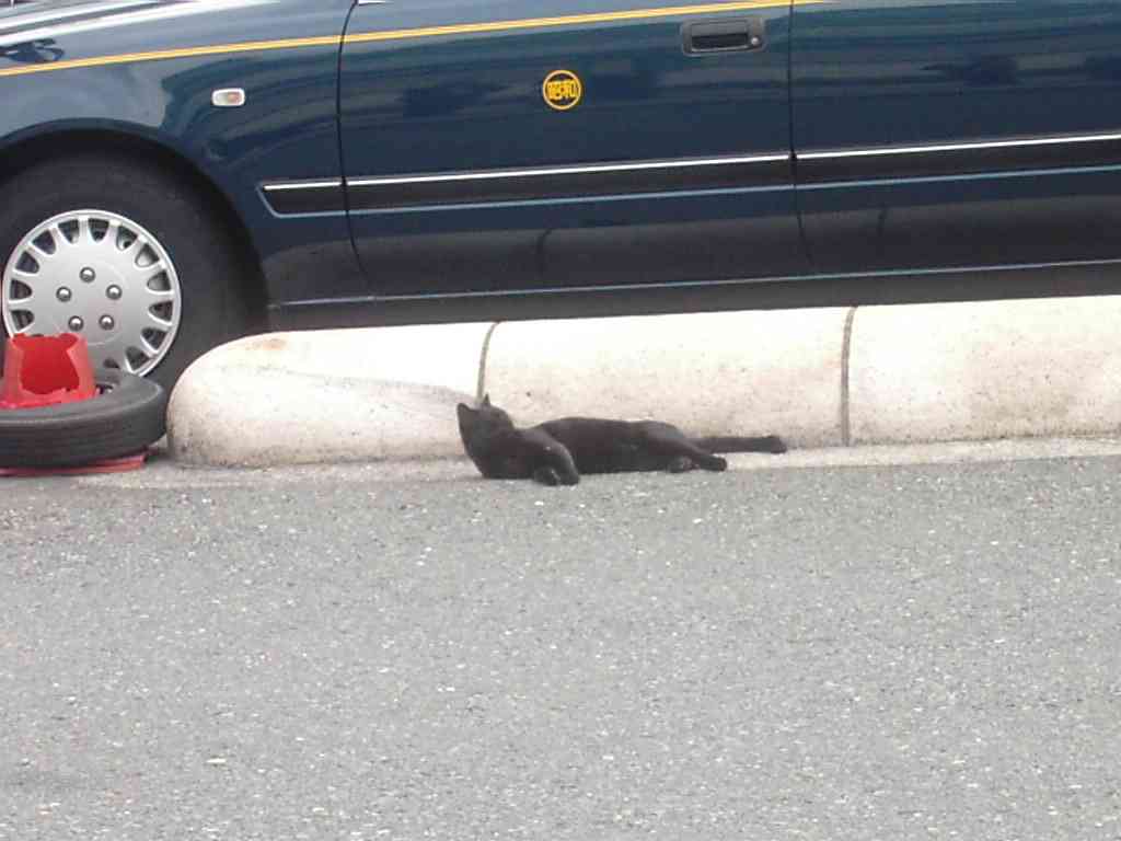 blcat2