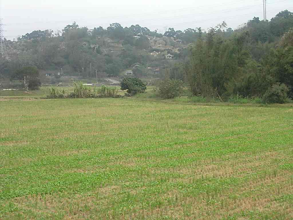 polj