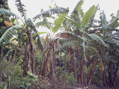 mbana