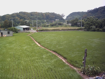 mriza