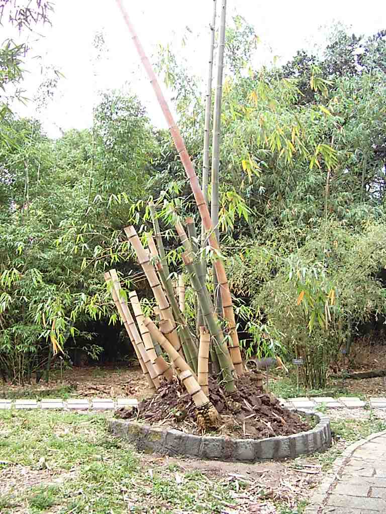bamboo